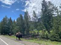 Yellowstone National Park, walking on the wilderness. (3)