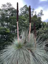 Australia #Brisbane #Kuta Mountain Botanic Garden #