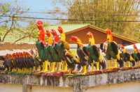 Thai tourism: Bai County Nanhu Temple, impressive rooster.