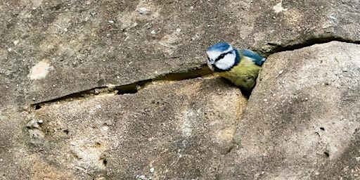 Nature and architecture tour of Lincoln Cathedral | Lincoln Cathedral