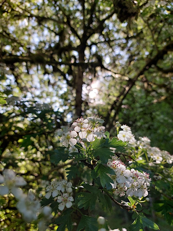 Foraging foray | Stackpole Estate