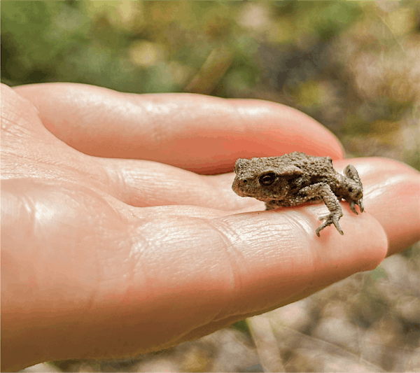 Aquatic Days #2, Thursday, July 10th, 1:00 pm-4:00 pm | Burpee Museum of Natural History