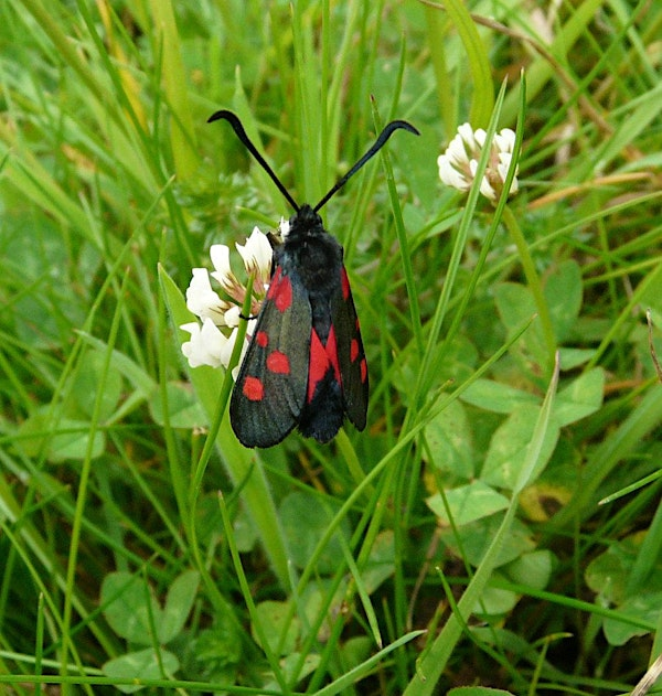 Moth Watch at Kingcombe | Kingcombe Visitor Centre