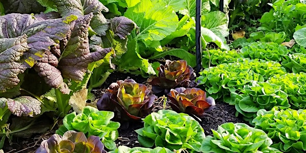 Fall 2025 Backyard Gardening Series | Leon County Extension Office