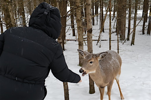 Parc Omega Wildlife Safari – Guided All-Inclusive Adventure | Station Lionel-Groulx / Saint-Jacques