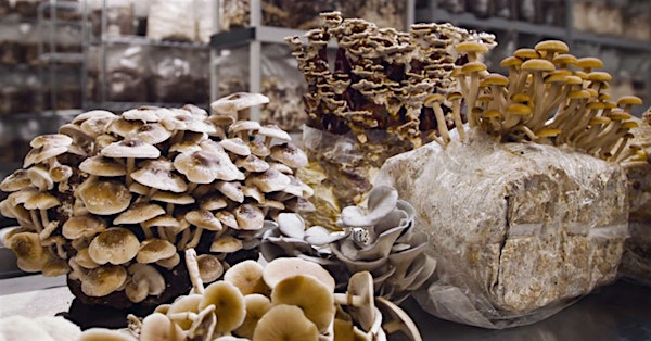 Spore to Store: Urban Mushroom Symposium 2026 | University of Georgia Griffin Campus