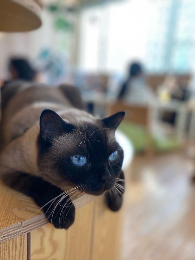 貓貓Cafe