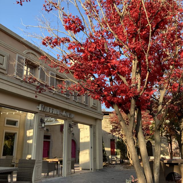 가을 낙엽 지기 전에 주목!, 카페아를🍂