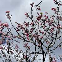 日本一早い桜祭り【やえせ桜まつり】
