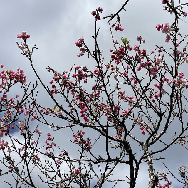 日本一早い桜祭り【やえせ桜まつり】