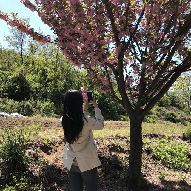 팝콘벚꽃이라 불리우는 겹벚꽃보러 “문수사”로 가보세요🌸
