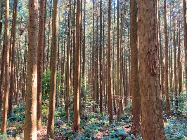 꼭 가봐야 할 제주도 숲길 “사려니숲길” 🌿
