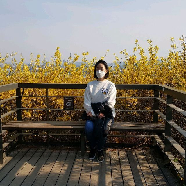개나리 피어나는 응봉산의 봄🌼