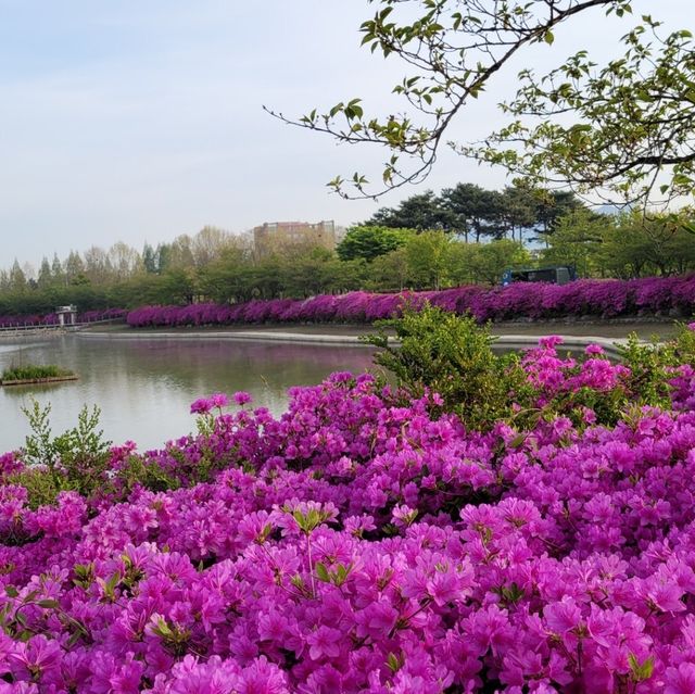 철쭉이 예쁜 쌍암공원