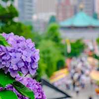 不忍池を望む紫陽花