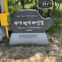 [샤스타데이지가 만개한 ‘변산마실길’]