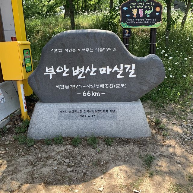 [샤스타데이지가 만개한 ‘변산마실길’]