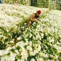 Flower Valley Tay Ho