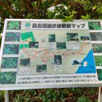 【沖縄 八重瀬】ホロホローの森✨✨🍁