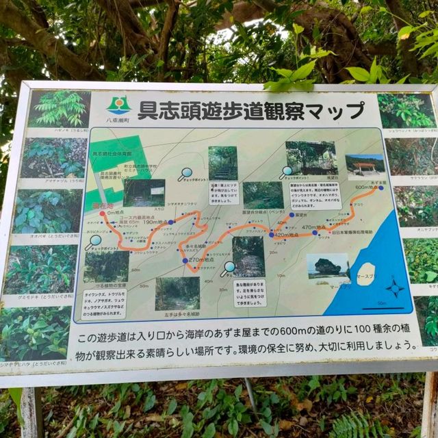 【沖縄 八重瀬】ホロホローの森✨✨🍁