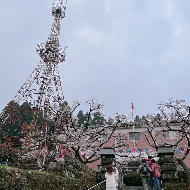 2022阿里山櫻花