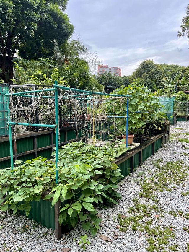 Allotment Garden @ Punggol Park