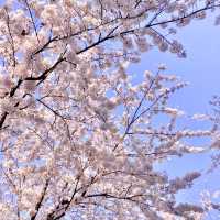 🌸보라매공원에서 도림천까지 이어진 ‘신대방벚꽃길’