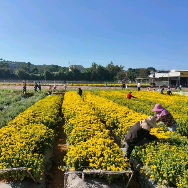 苗栗銅鑼-杭菊花季