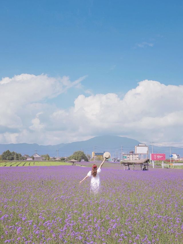 꽃길을 걸어요🌸강원도 철원 고석정 꽃밭 