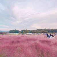 [경주] 핑크뮬리 명소, 첨성대