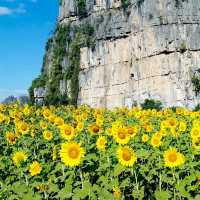 ทุ่งทานตะวัน@เนินมะปราง
