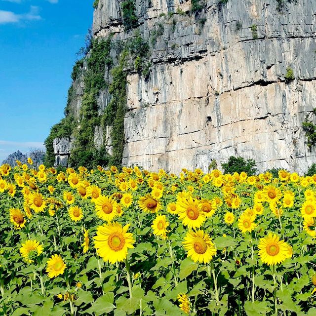 ทุ่งทานตะวัน@เนินมะปราง
