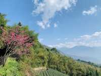 阿里山石棹步道群-霧之道