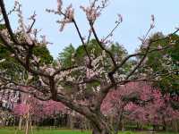 札幌　SAKURA 桜めぐり❗️北海道神宮の桜＆梅に感動❗️