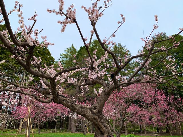 札幌　SAKURA 桜めぐり❗️北海道神宮の桜＆梅に感動❗️