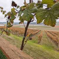 Wine tasting at Yarra Valley, Melbourne