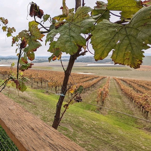 Wine tasting at Yarra Valley, Melbourne