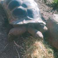 Melbourne zoo 