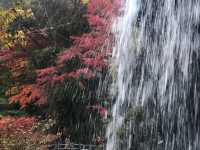 七彩紅葉園景—熱海梅園