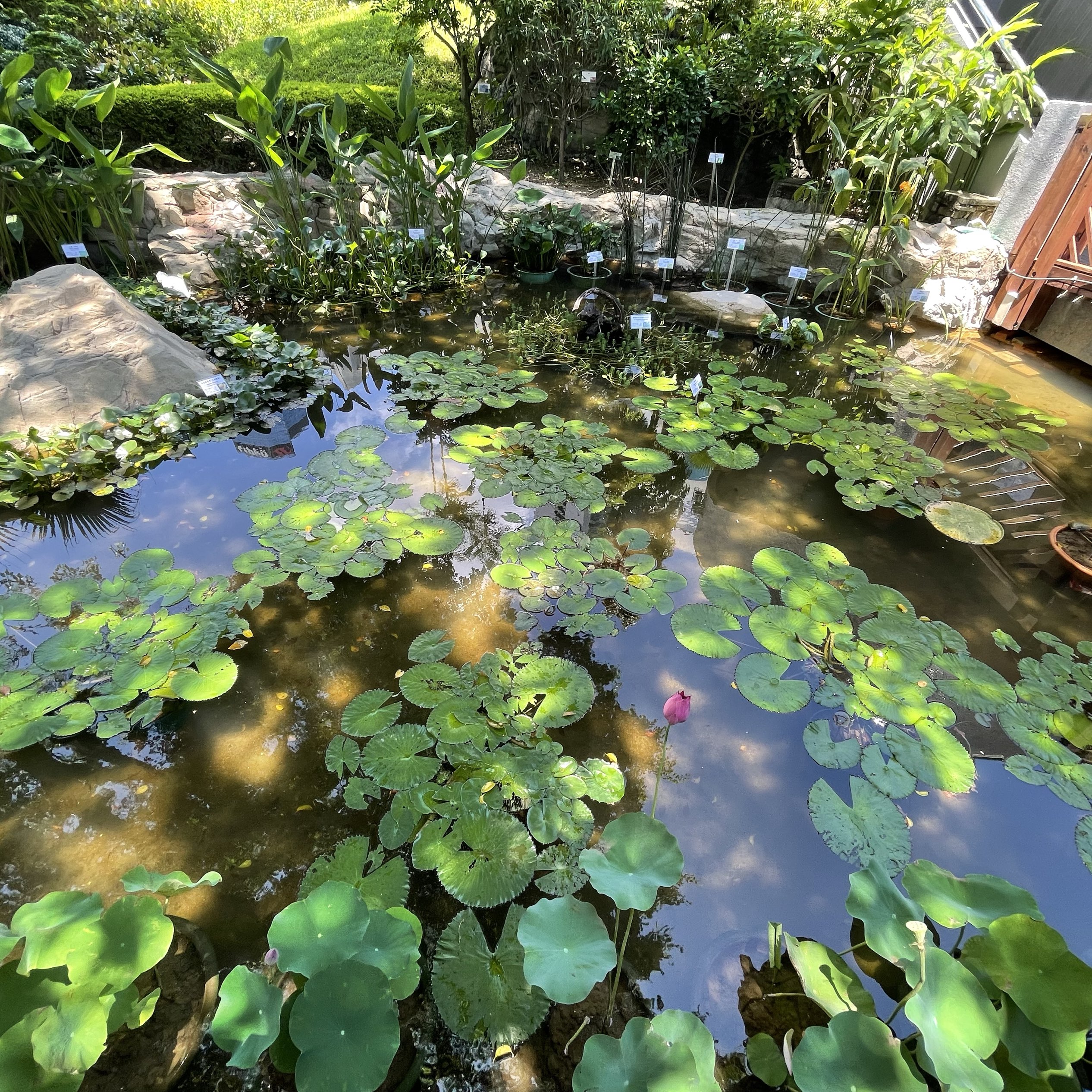 熱帶植物展覽館 霍士傑溫室 Trip Com 香港trip Moments 貼文