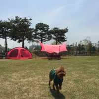 도심 속의 캠핑, ⛺️천안 신방공원에서 반려견과 즐기는 여름 소풍