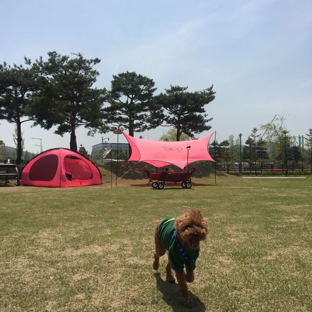 도심 속의 캠핑, ⛺️천안 신방공원에서 반려견과 즐기는 여름 소풍