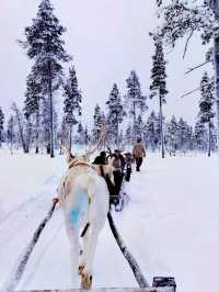 Reindeer Sleigh Ride @Lapland 