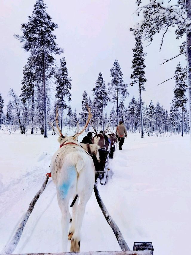 Reindeer Sleigh Ride @Lapland 