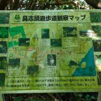 【沖縄 八重瀬】ホロホローの森✨✨🍁