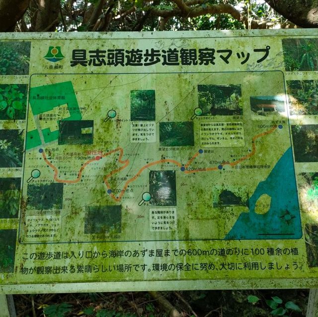 【沖縄 八重瀬】ホロホローの森✨✨🍁