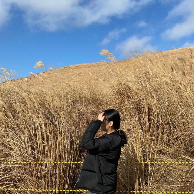 제주 갈대밭 명소 <새별오름>