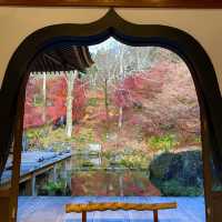 紅葉　群馬　吉祥寺