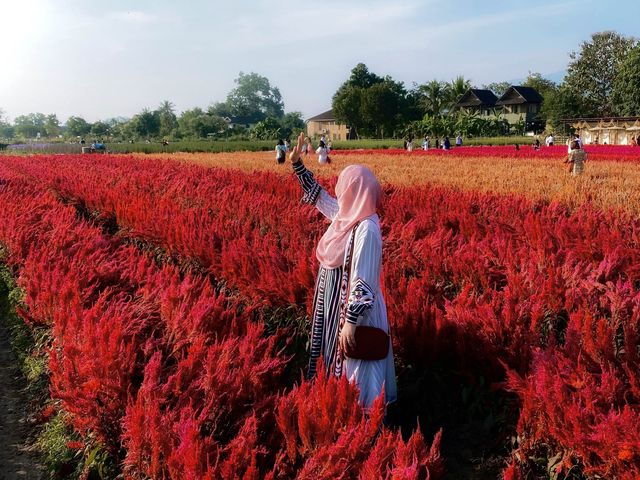 ชมสวนดอกไม้🌸🌼🌺เชียงใหม่