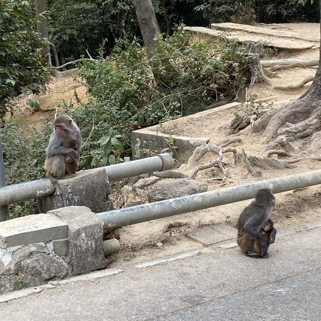 馬騮聚集聖地 （金山郊野公園）